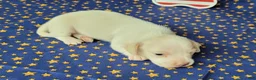 Miniature Dachshund dogs for sale: AKC Laci Cream female  - Ad 4