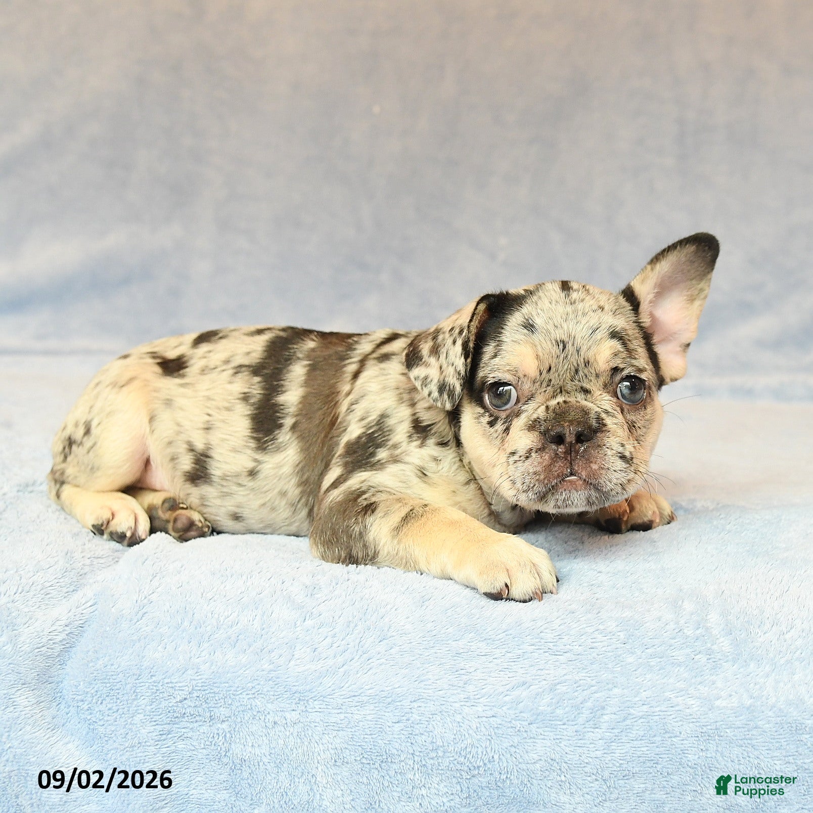 French Bulldog dogs Trucker - Ad 2