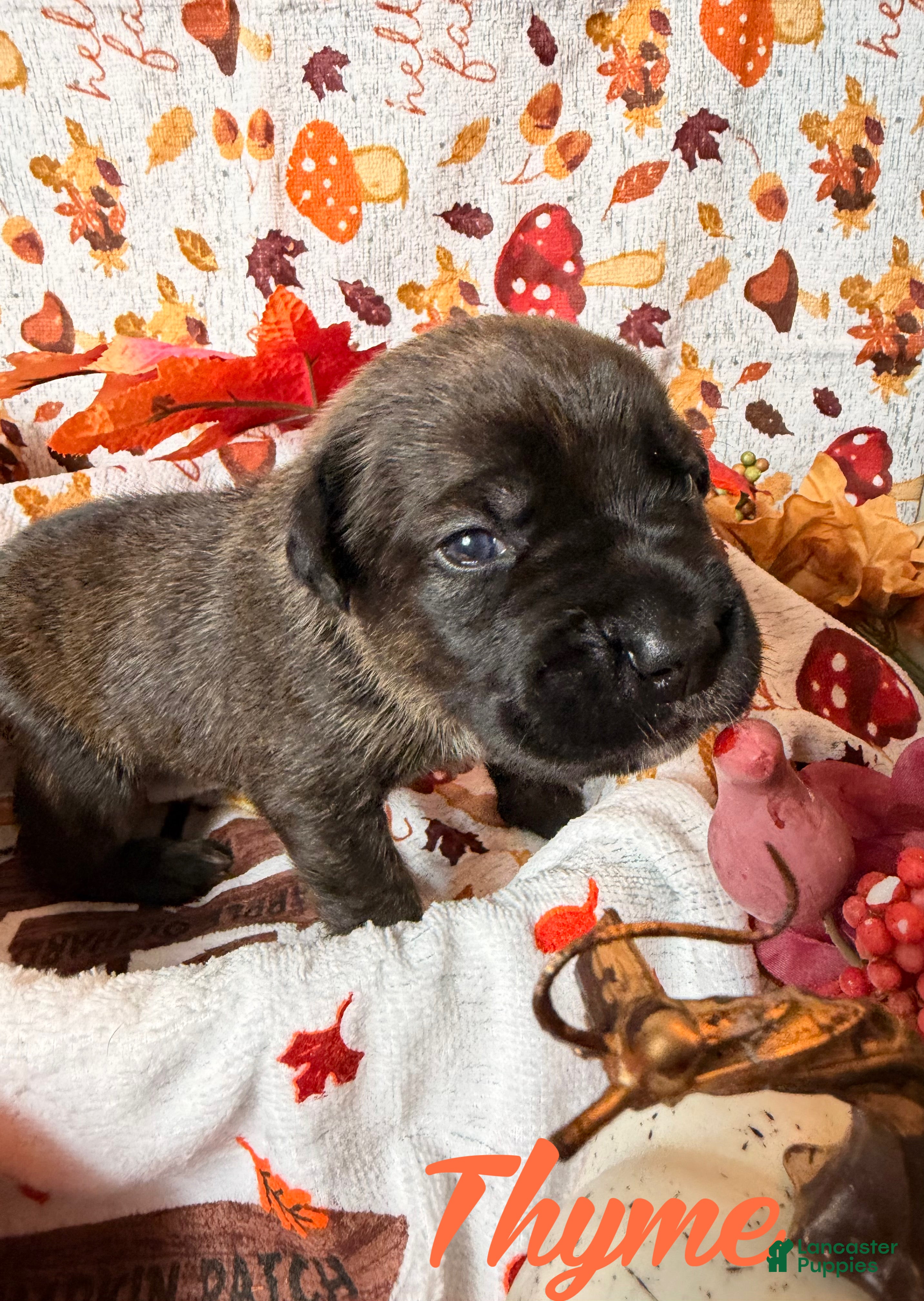 Cane Corso dogs Thyme - Ad 1