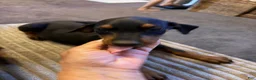 Doberman Pinscher dogs for sale: Doberman Pinscher 2 - Ad 2
