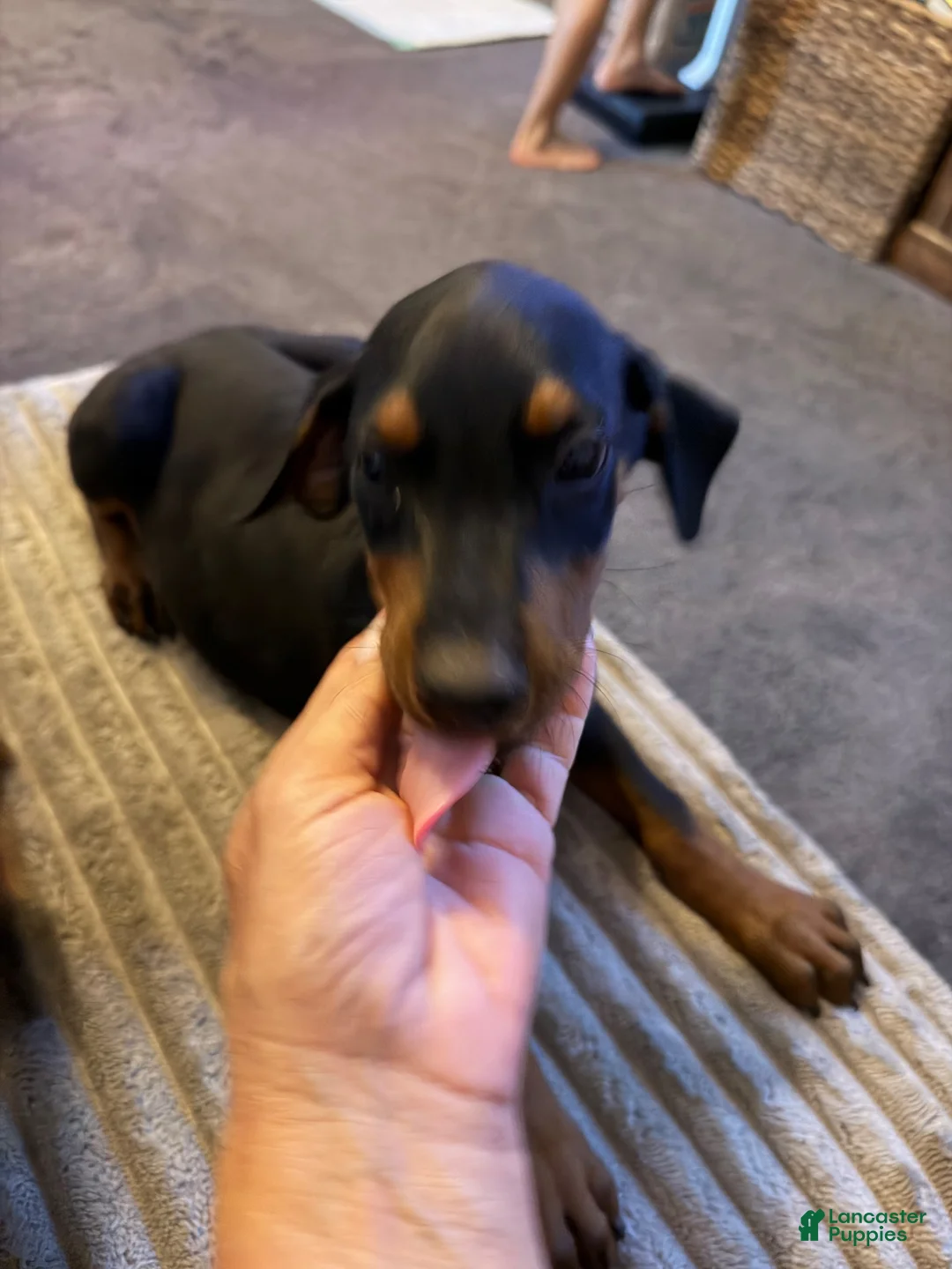 Doberman Pinscher dogs for sale: Doberman Pinscher 2 - Ad 2