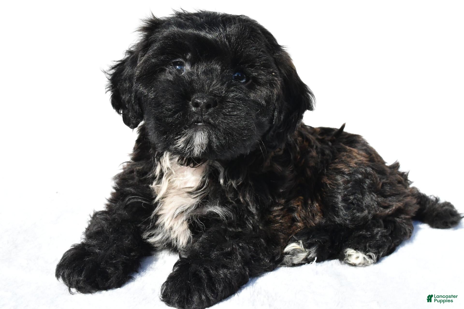 Shihpoo dogs for sale: Roxy - Ad 1