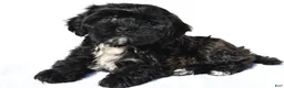 Shihpoo dogs for sale: Roxy - Ad 1