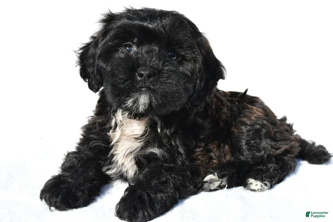 Shihpoo dogs for sale: Roxy - Ad 1