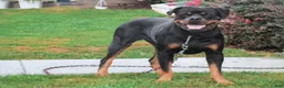 Rottweiler dogs for sale: Willow - Ad 5