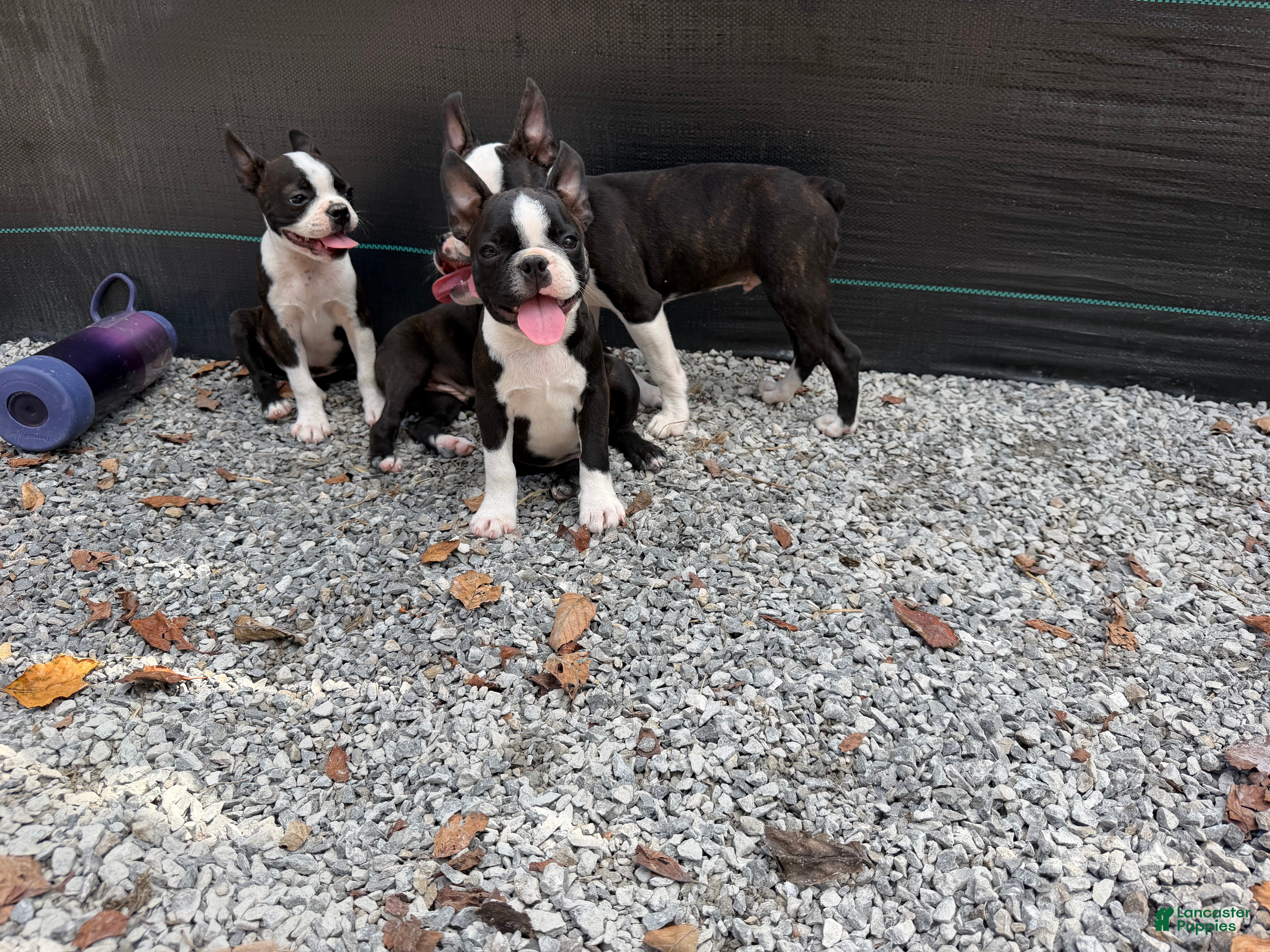 Boston Terrier (Boston Terrier, Male) in KY