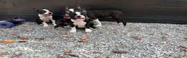 Boston Terrier 1