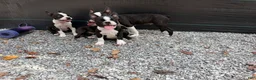 Boston Terrier dogs for sale: Boston Terrier 1 - Ad 1