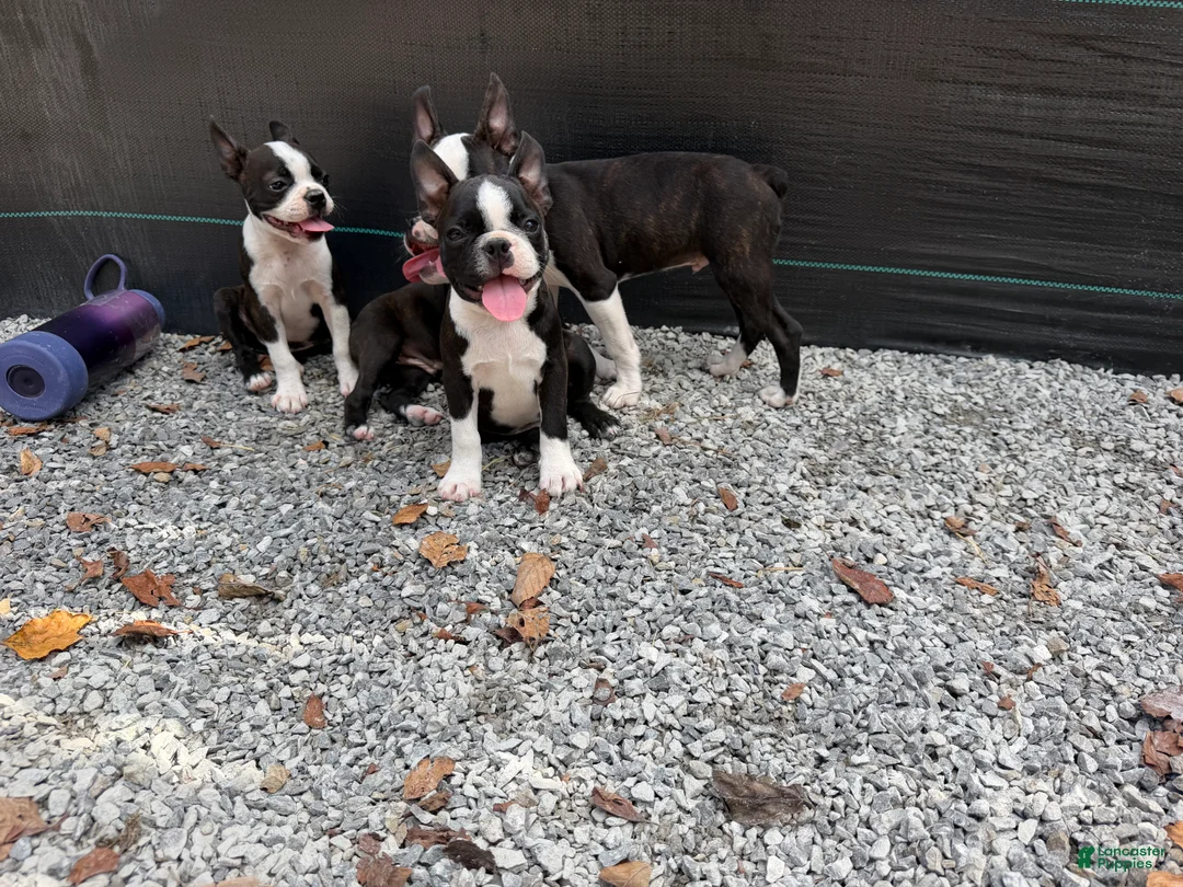 Boston Terrier dogs for sale: Boston Terrier 1 - Ad 1