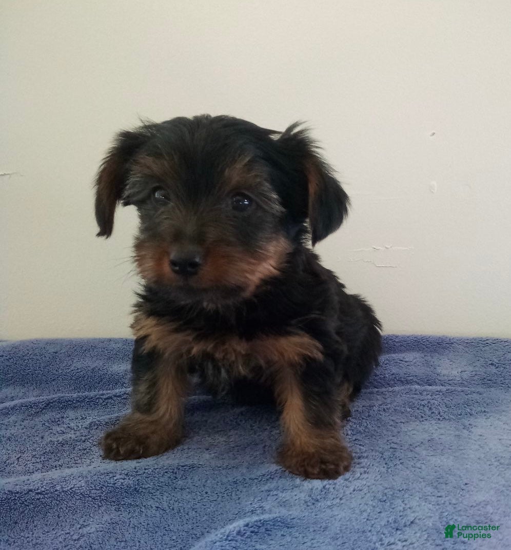 Yorkshire Terrier dogs for sale: Cooper - Ad 1