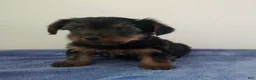 Yorkshire Terrier dogs for sale: Cooper - Ad 1