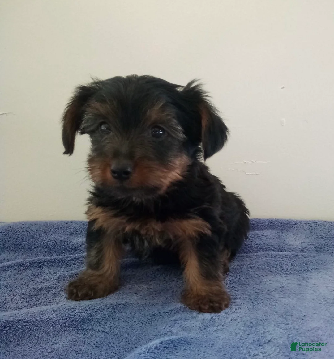 Yorkshire Terrier dogs for sale: Cooper - Ad 1