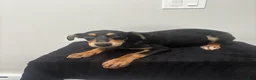 Mixed Breed dogs for sale: Mixed Breed Puppy 7 - Ad 1