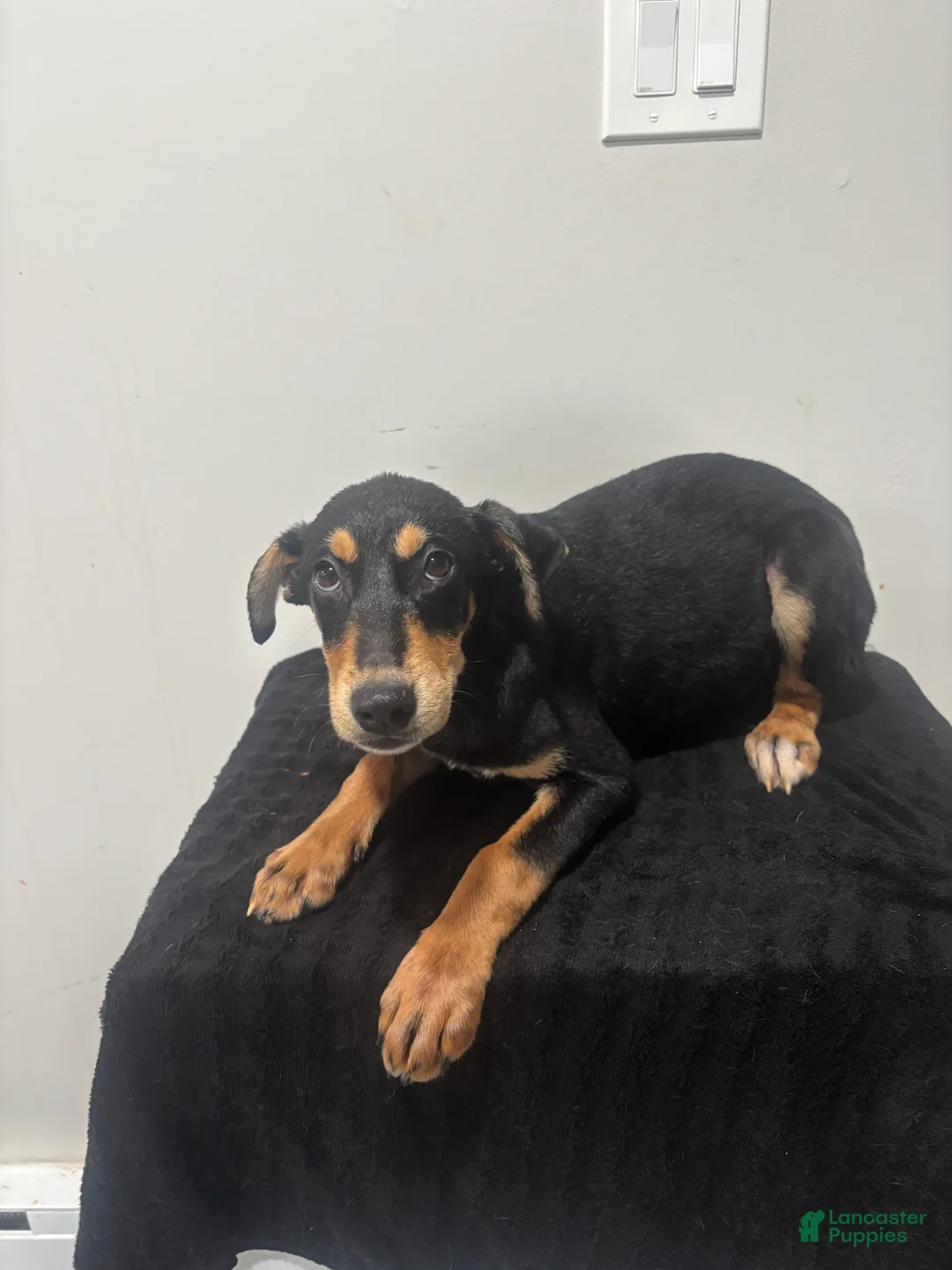 Mixed Breed dogs for sale: Mixed Breed Puppy 7 - Ad 1