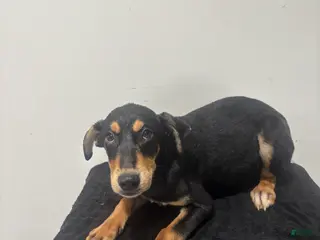 Mixed Breed dogs for sale: Mixed Breed Puppy 7 - Ad 1