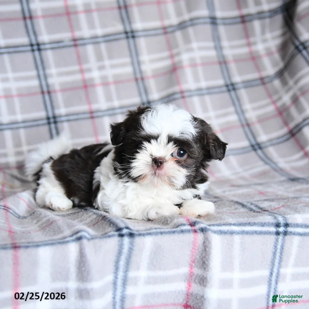 Shih Tzu dogs for sale: Kibble  - Ad 2