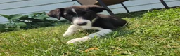 Border Collie dogs for sale: Aurora - Ad 3