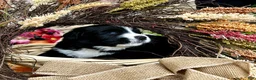 Mixed Breed dogs for sale: Ranger - Ad 3