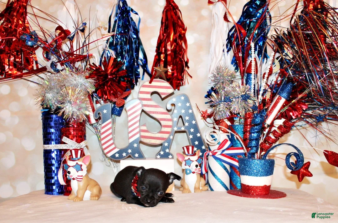 Chihuahua dogs for sale: Gilley - Ad 2