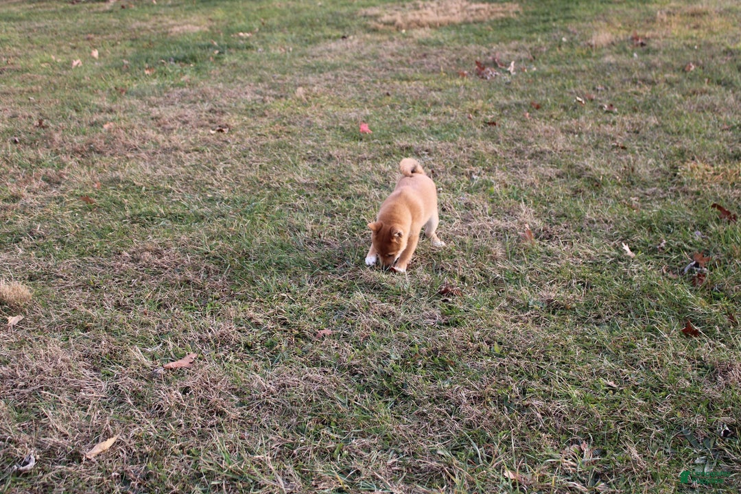 Shiba Inu dogs for sale: Aphrodite  - Ad 6