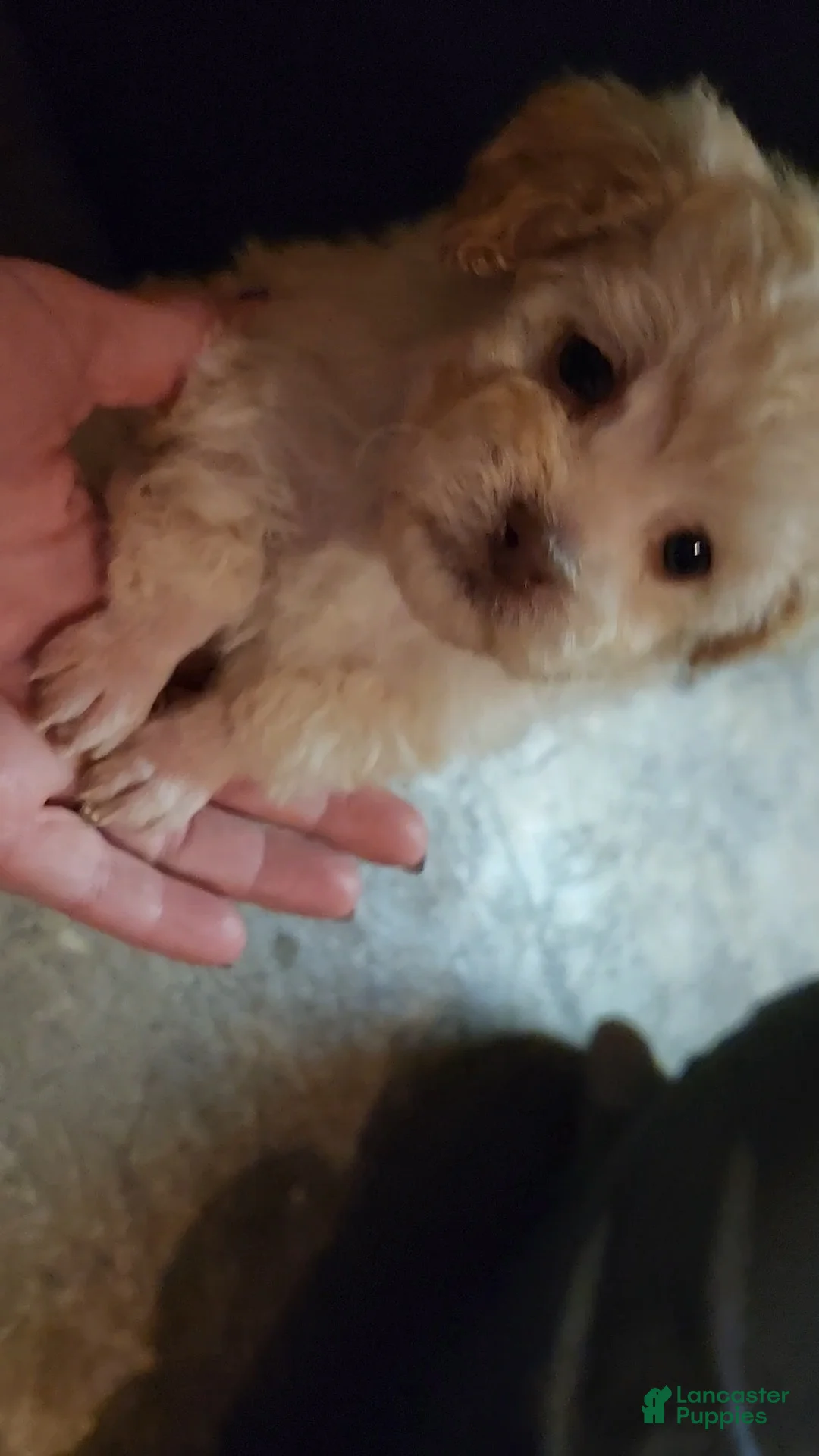 Havapoo dogs for sale: Havapoo Puppy 1 - Ad 15