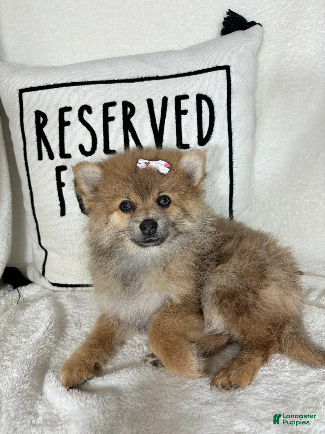 Pomeranian dogs for sale: Penelope - Ad 4
