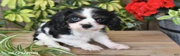 Cavalier King Charles Spaniel dogs for sale: Tina - Ad 3