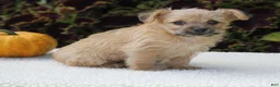 Yorkiepoo dogs for sale: Kylie - Ad 2