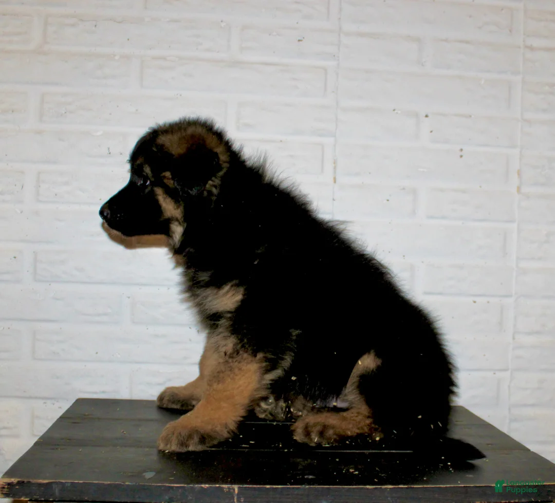 German Shepherd dogs for sale: Teton - Ad 5