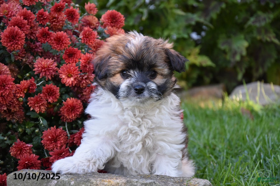 Maltese Imperial Teddy Bear Puppies Malshi Puppies Breeders Of