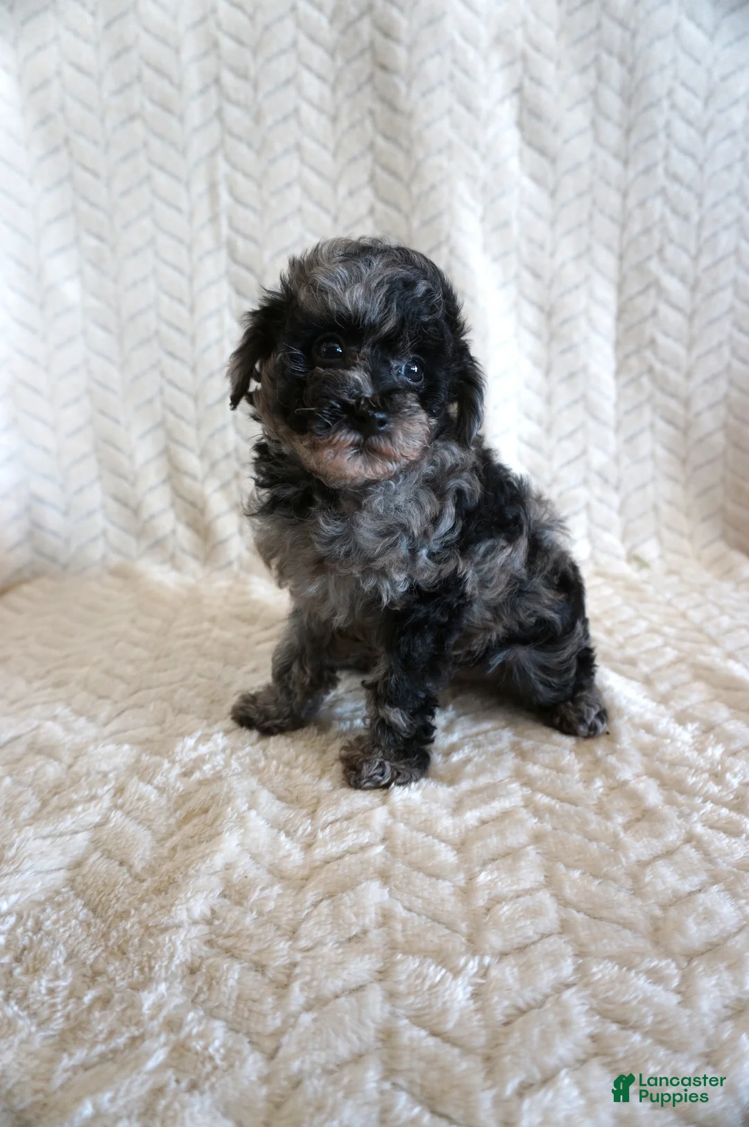 Toy Poodle dogs for sale: Lilly - Ad 9