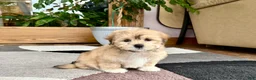 Mixed Breed dogs for sale: Lhasa/Maltese - Ad 13