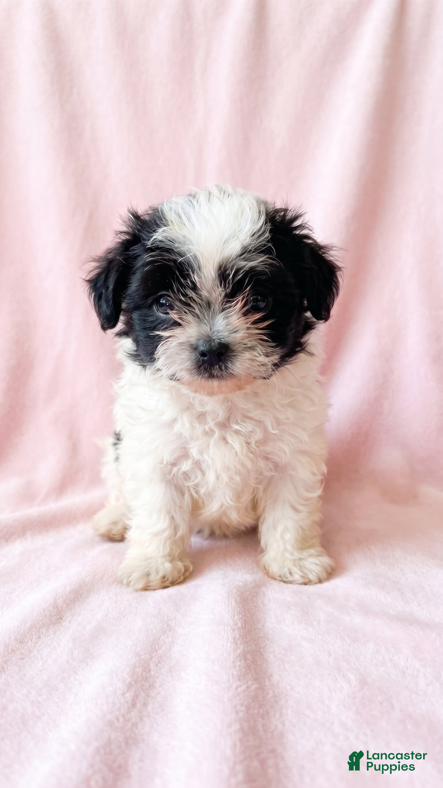 Mixed Breed dogs for sale: Quinn - Ad 2