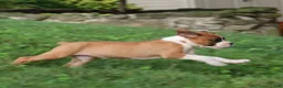 Boxer dogs for sale: Paisley - Ad 9