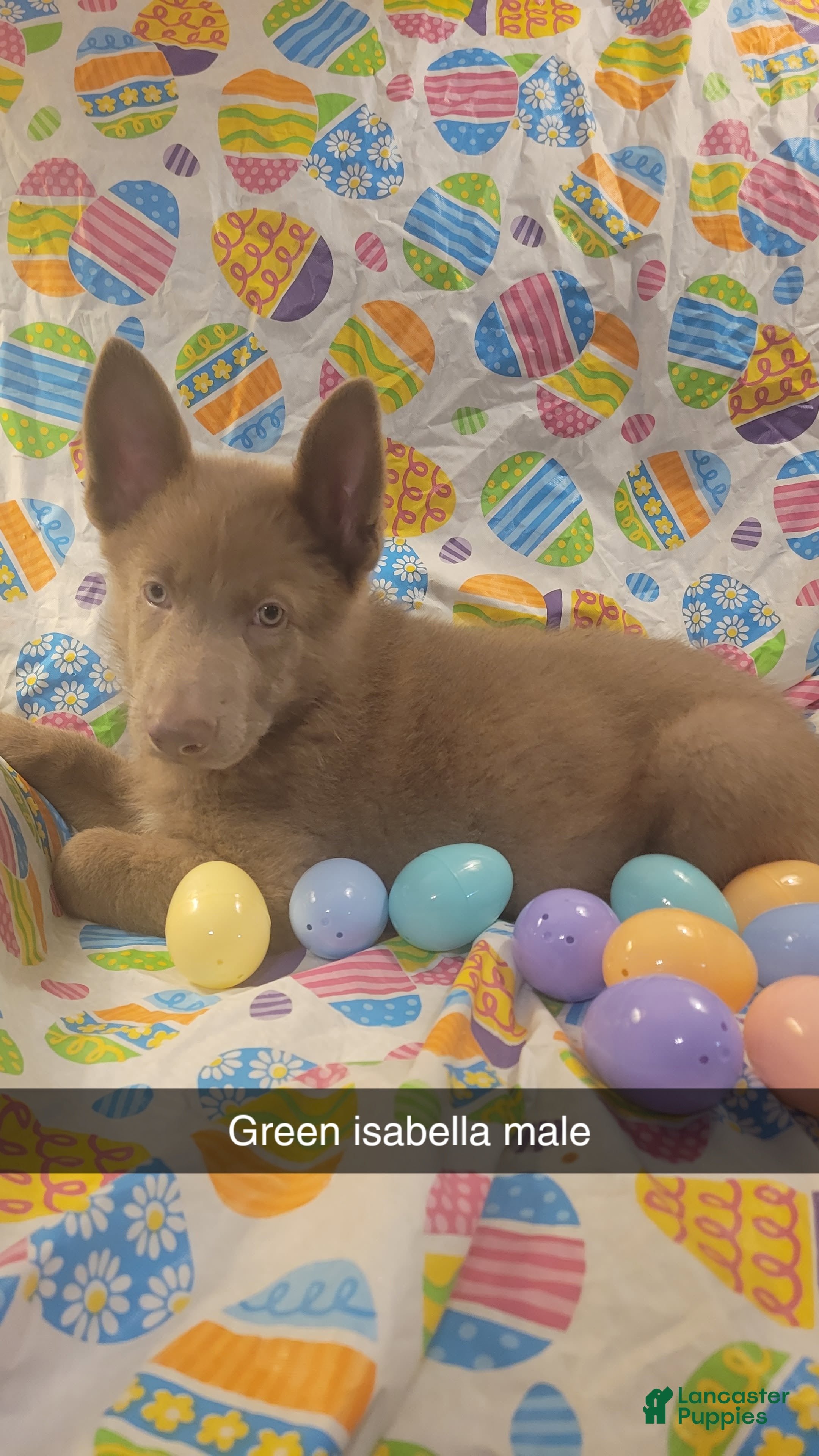 German Shepherd dogs Green Isabella Male  - Ad 31
