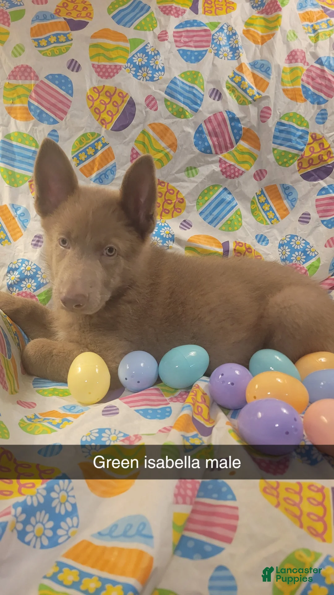 German Shepherd dogs for sale: Green Isabella Male  - Ad 1