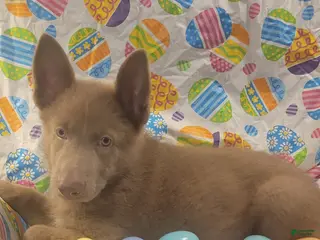 German Shepherd dogs Green Isabella Male - Ad 31