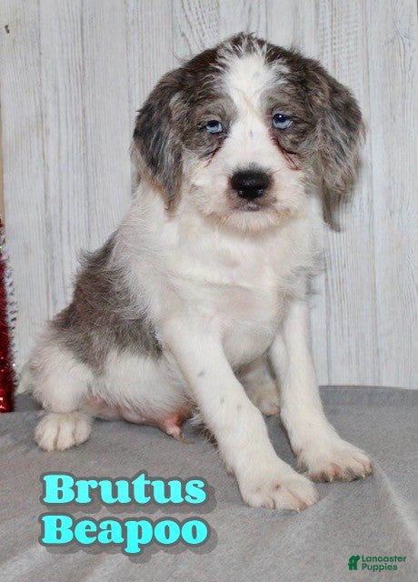 Mixed Breed dogs Brutus - Ad 7