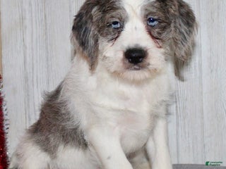 Mixed Breed dogs Brutus - Ad 33