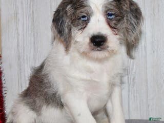 Mixed Breed dogs Brutus - Ad 20