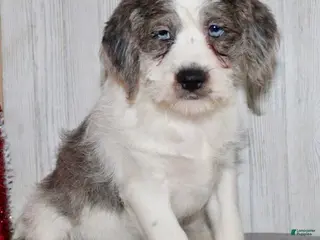 Mixed Breed dogs Brutus - Ad 15