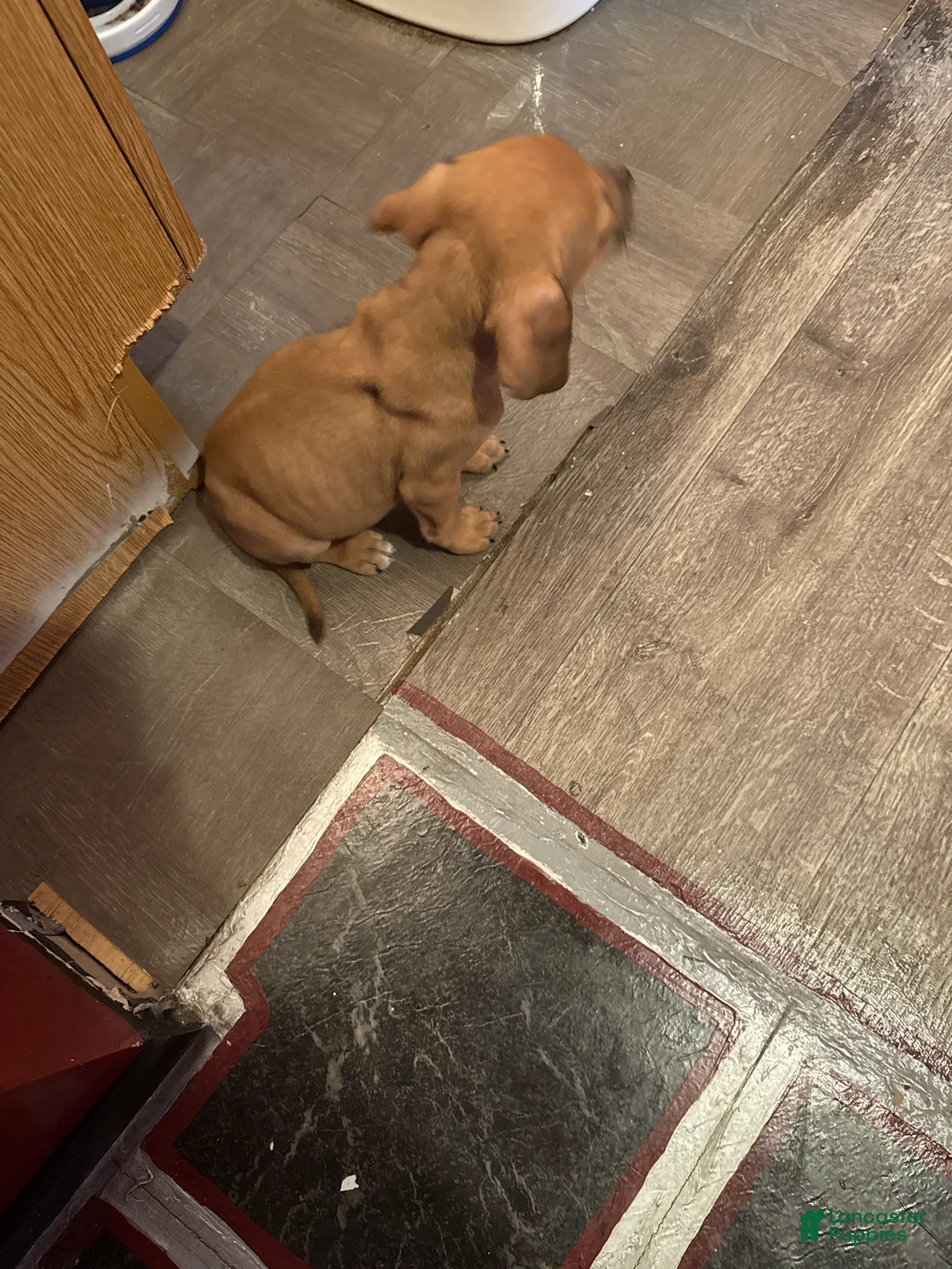 Mixed Breed dogs for sale: Mixed Breed Puppy 3 - Ad 5