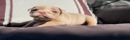 English Bulldog dogs for sale: Ricky - Ad 18