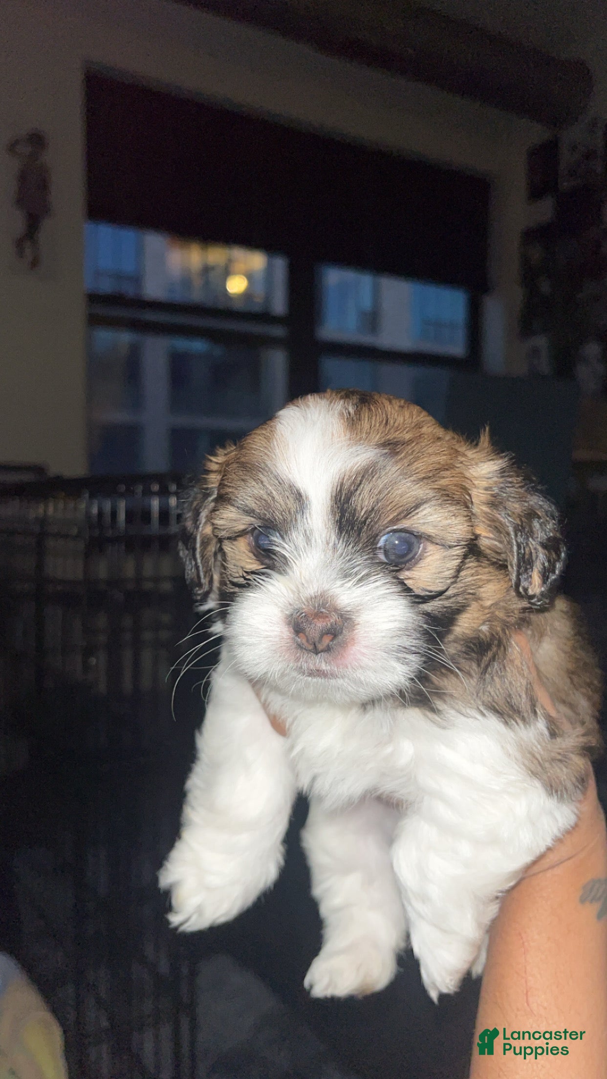 Mixed Breed dogs Dorchester- Shih Pom - Ad 18