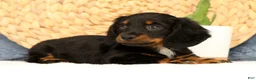 Miniature Dachshund dogs for sale: Joy - Ad 8