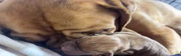 Dogue De Bordeaux dogs for sale: Dogue De Bordeaux Puppy 5 - Ad 72