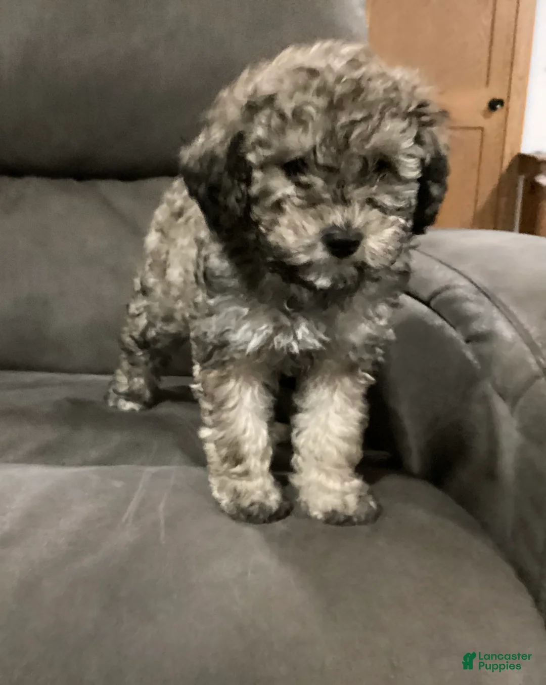 Miniature Poodle dogs for sale: Sandy - Ad 6