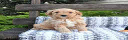 Mini Goldendoodle dogs for sale: Bandit - Ad 4