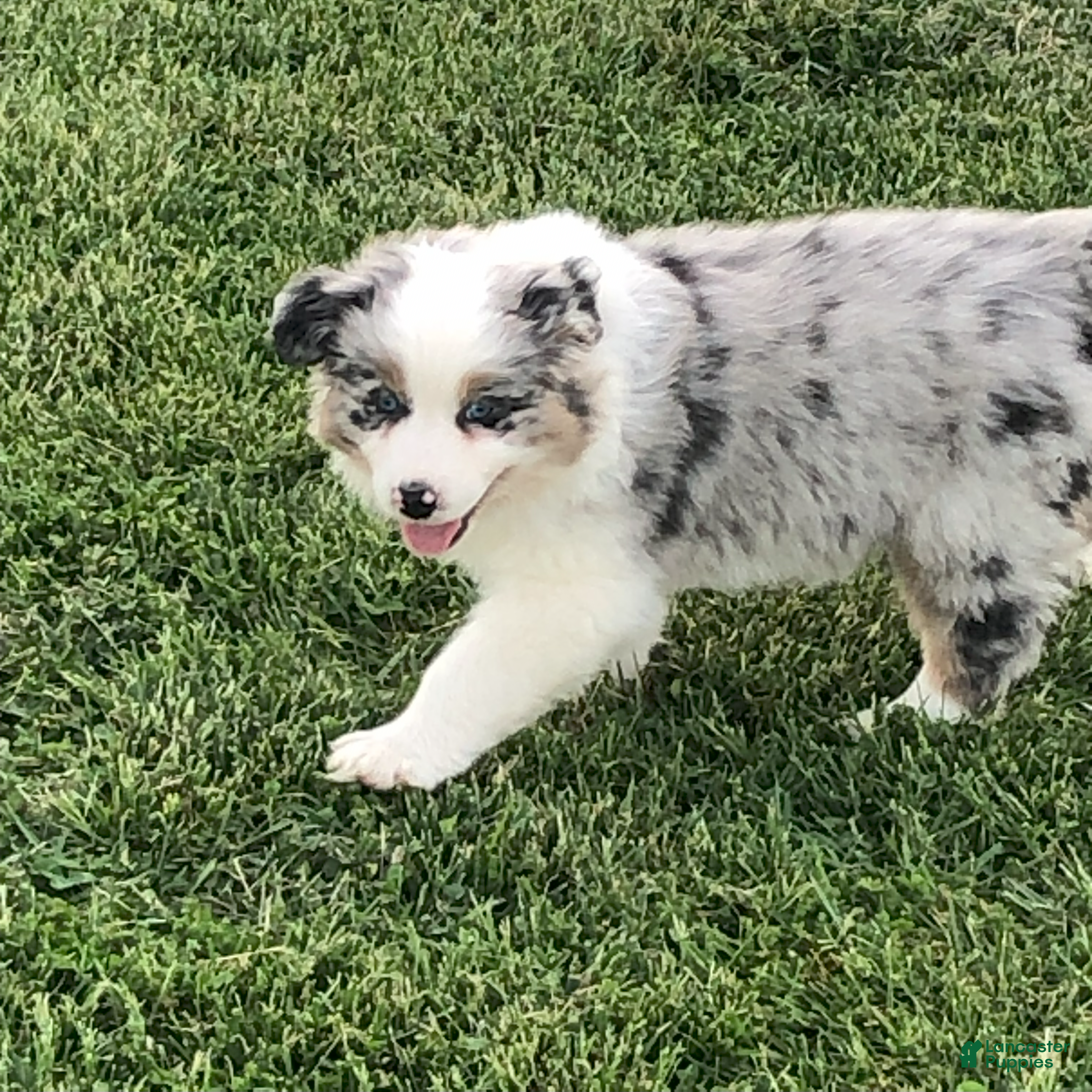 Australian Shepherd dogs Austin  - Ad 1