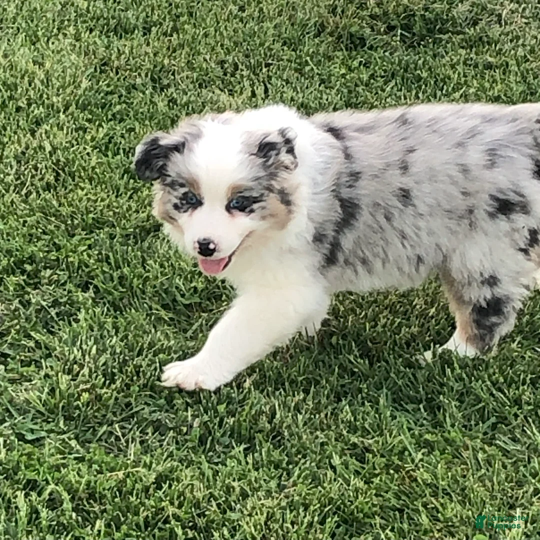 Australian Shepherd dogs for sale: Austin  - Ad 1